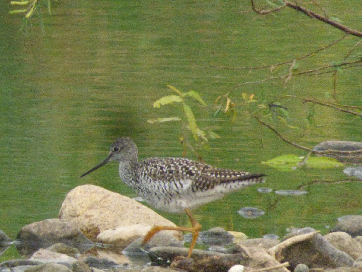 Greater Yellowlegs - Cenaida Moncada