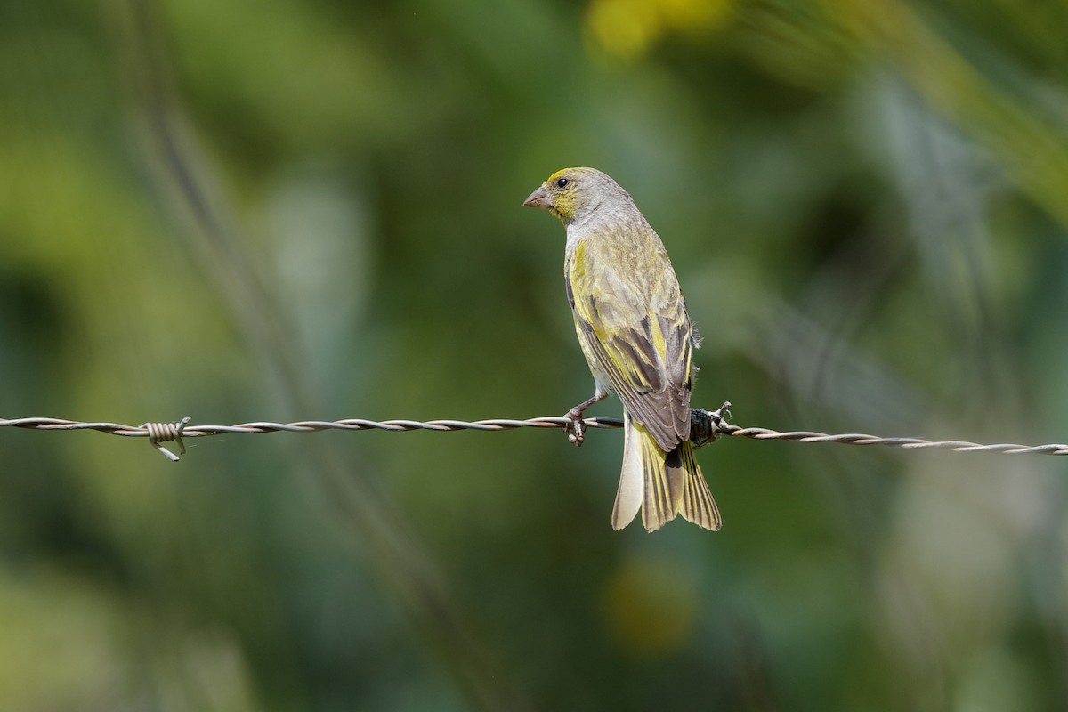 Cape Canary - ML226077171