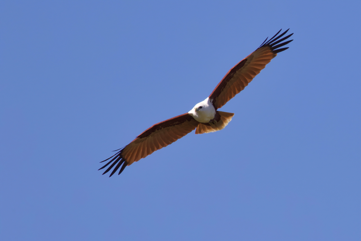 Brahminy Kite - ML226077411