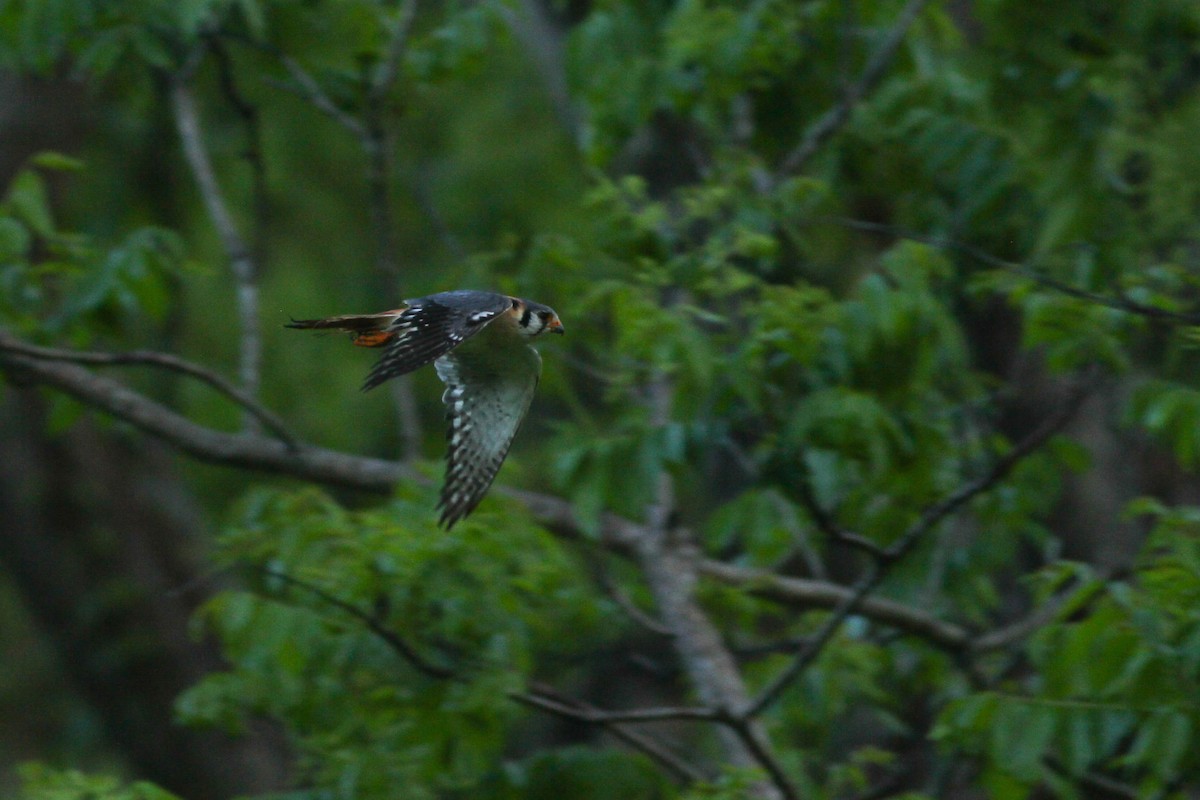 American Kestrel (Hispaniolan) - ML226077721