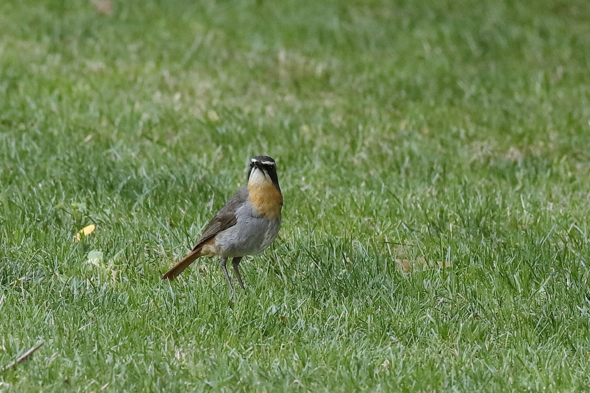 Cape Robin-Chat - ML226077881