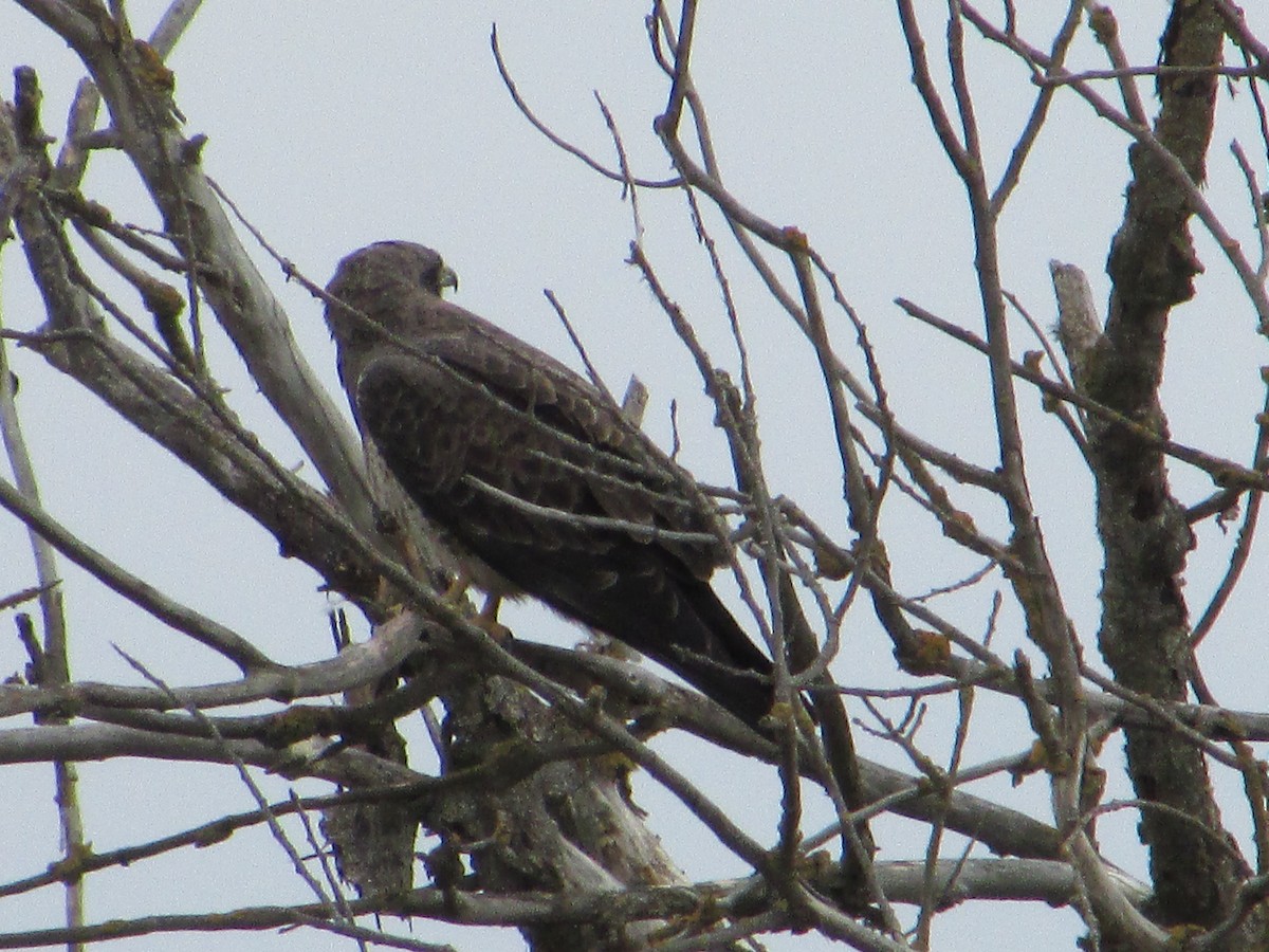 Swainson's Hawk - ML226078151