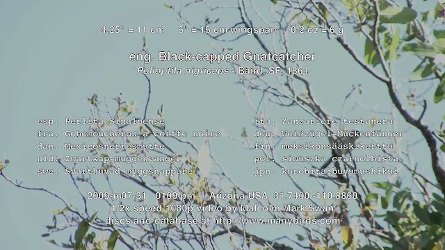 Gobemoucheron à coiffe noire - ML226078631