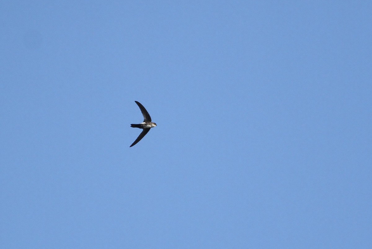 Antillean Palm Swift - ML226079001