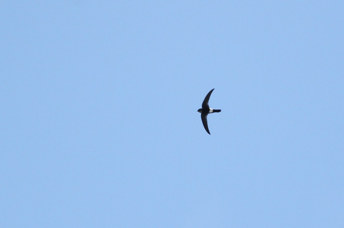 Antillean Palm Swift - Alex Lamoreaux