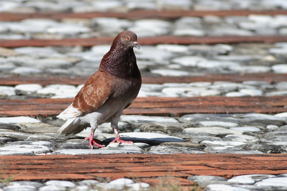 Rock Pigeon (Feral Pigeon) - ML226079361