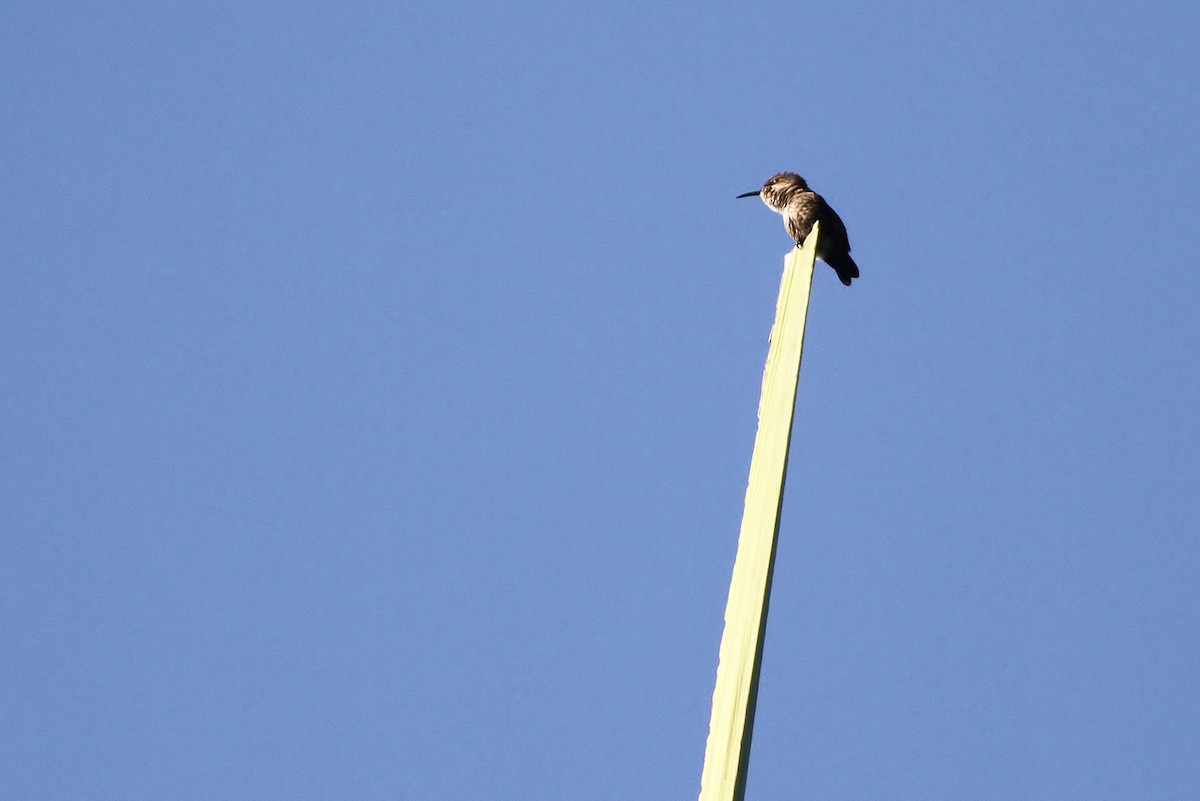 Vervain Hummingbird - ML226079461