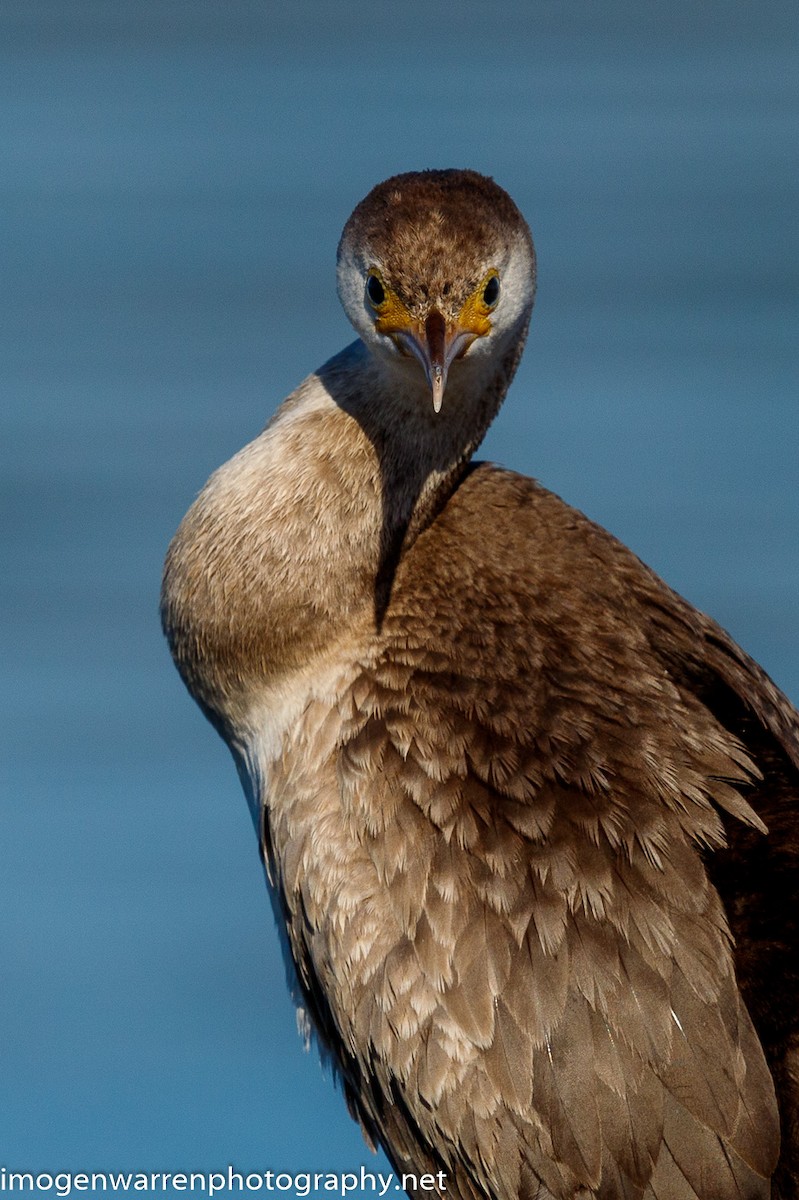 Spotted Shag - ML226079781