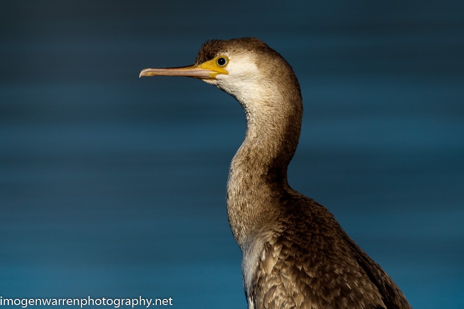 Spotted Shag - Imogen Warren