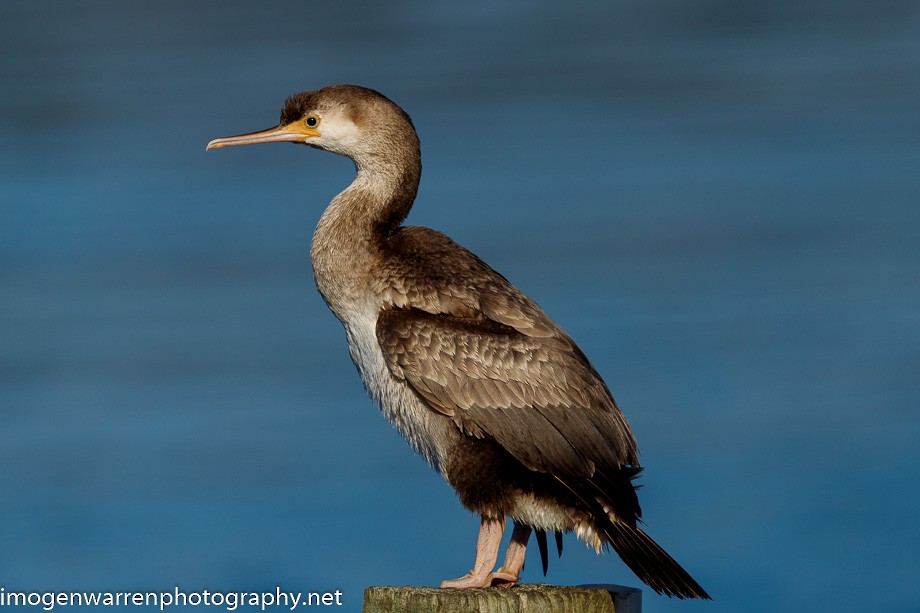 Spotted Shag - ML226079851