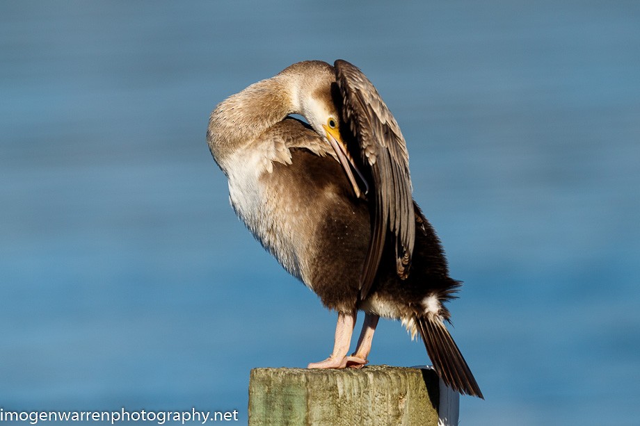 Spotted Shag - ML226079881