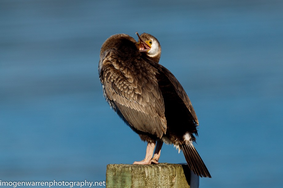 Spotted Shag - ML226079911