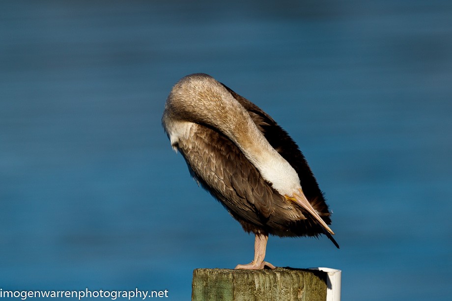 Spotted Shag - ML226079931