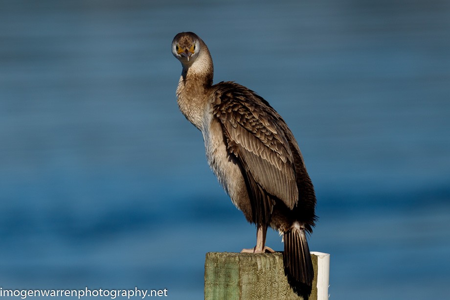 Spotted Shag - ML226079981