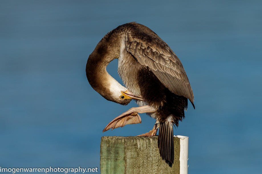 Spotted Shag - ML226080041