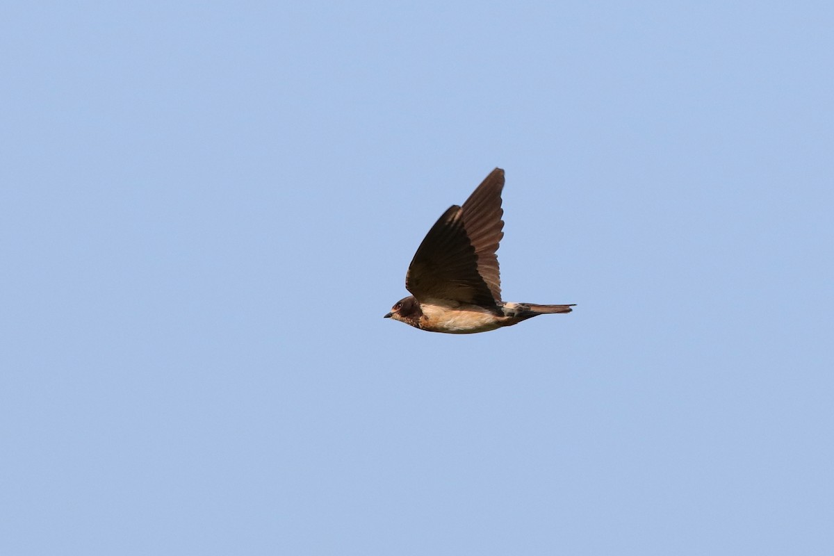 South African Swallow - ML226081881