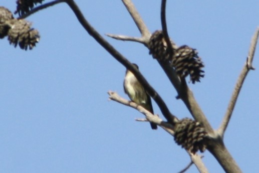 Olive-sided Flycatcher - Chad King