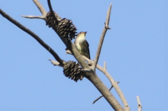 Olive-sided Flycatcher - Chad King