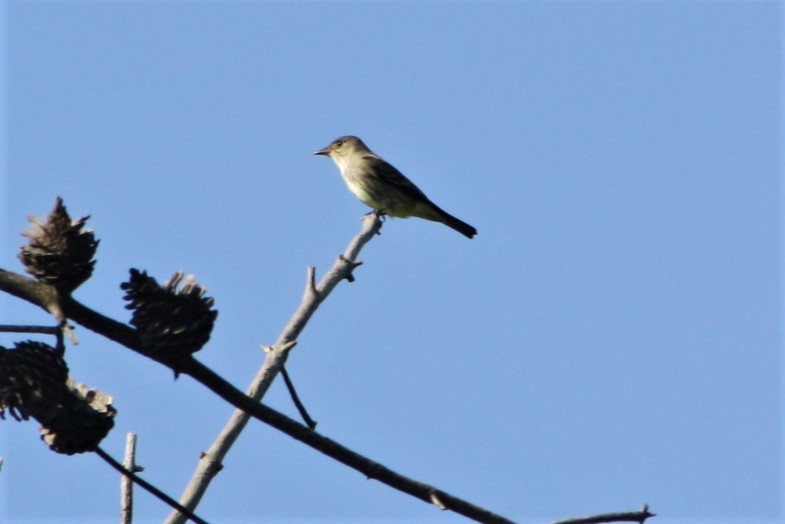 Olive-sided Flycatcher - ML226082041