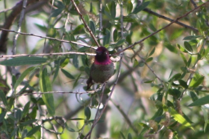 Anna's Hummingbird - ML226082121