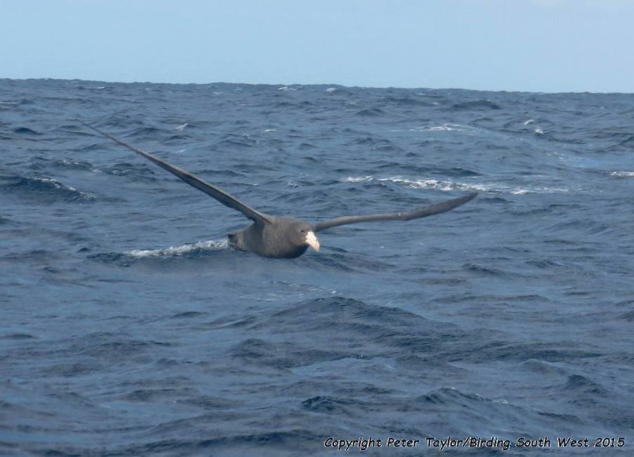 Northern Giant-Petrel - Peter Taylor (ex Birding SW)