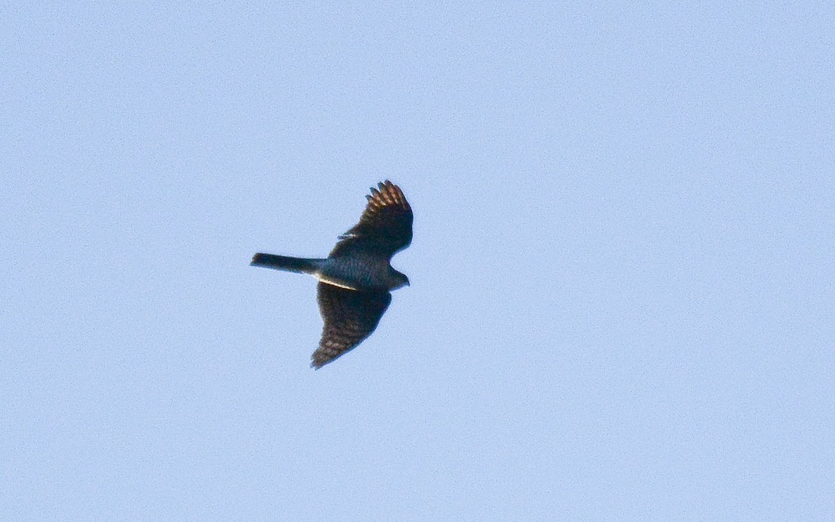 Eurasian Sparrowhawk - ML226082491