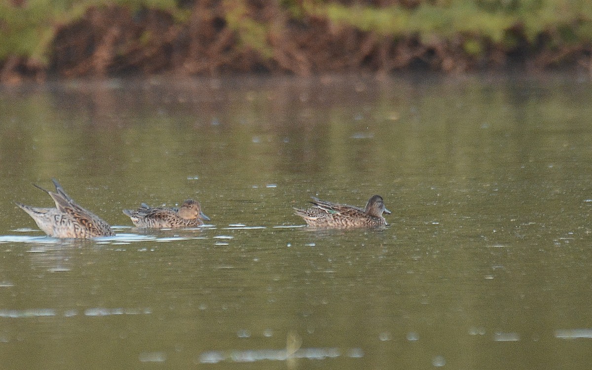 Green-winged Teal - Gaja mohanraj