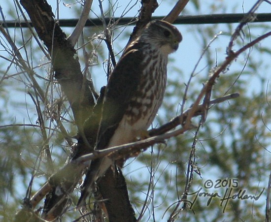 Merlin (columbarius) - ML22608711