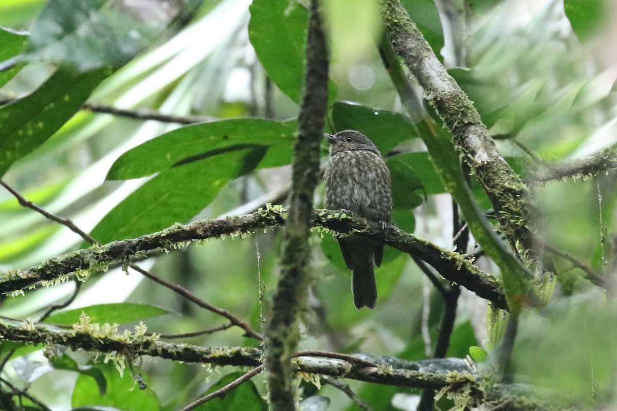 Mottled Berryhunter - ML226087411