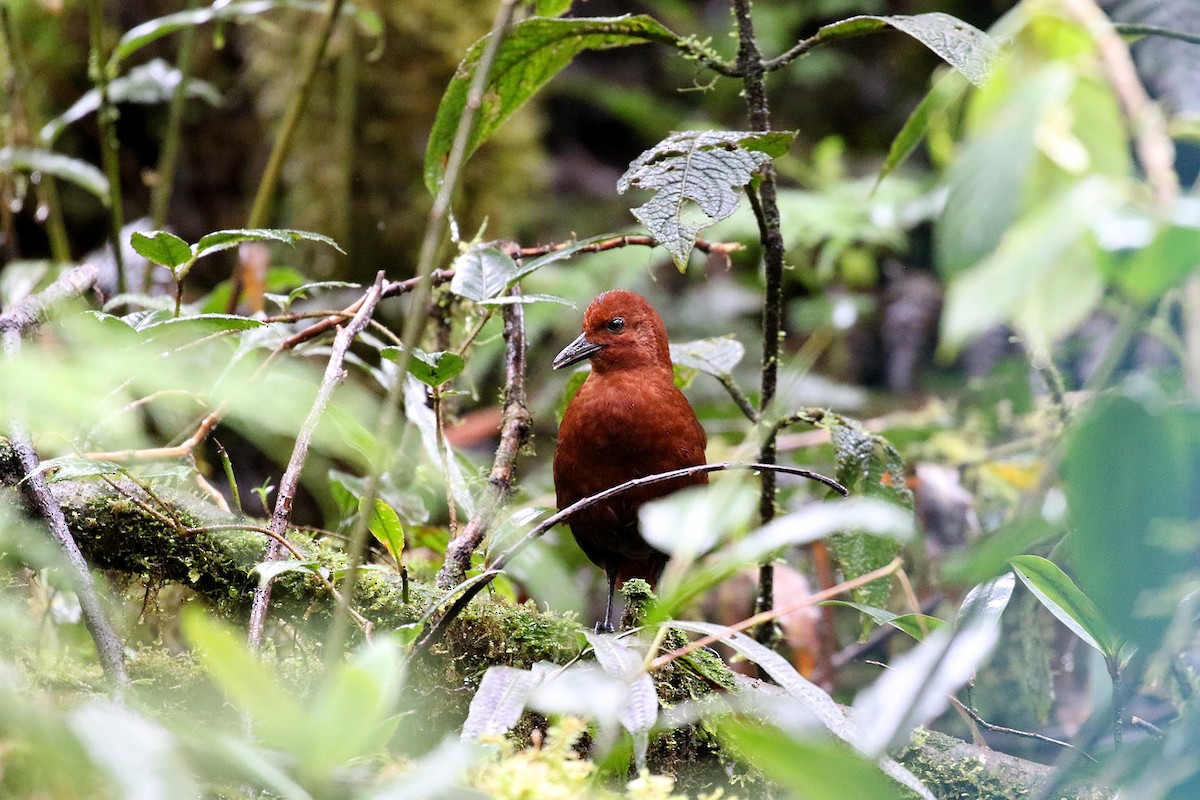 Chestnut Forest Rail - ML226087891