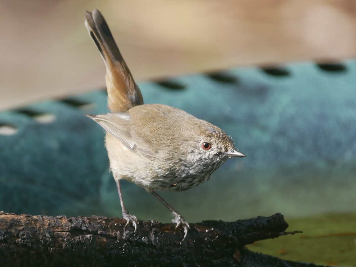 Inland Thornbill - ML226089281