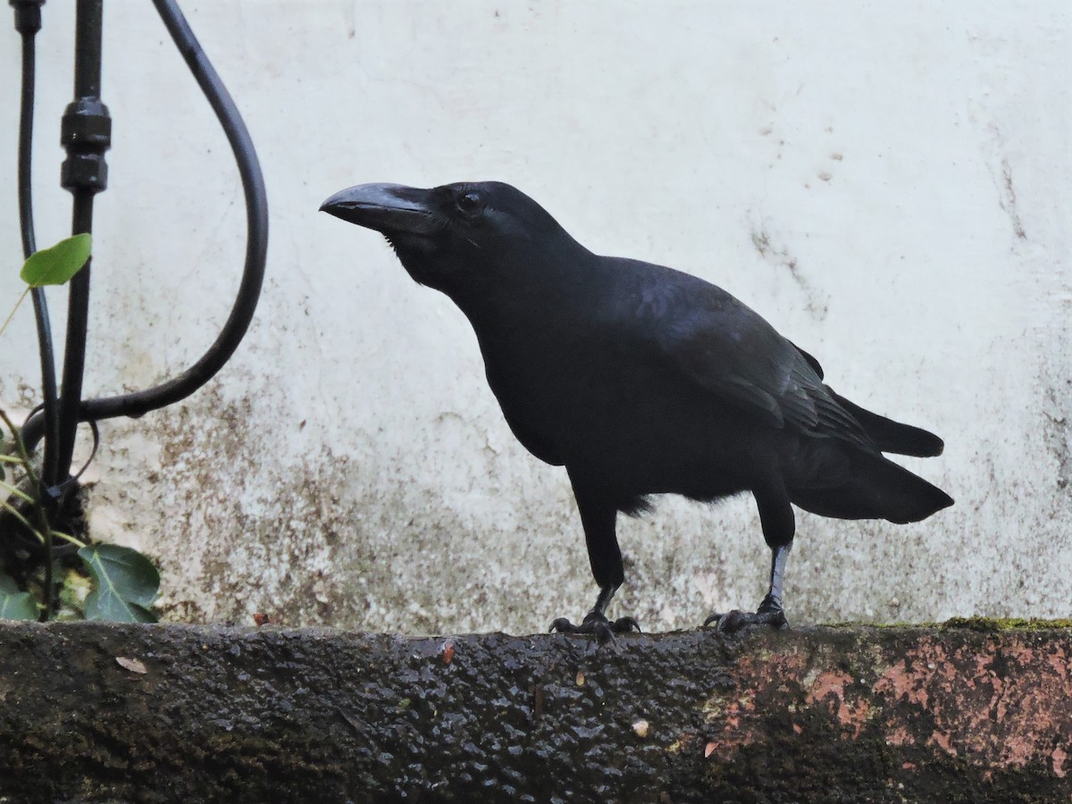 Large-billed Crow - ML226089891