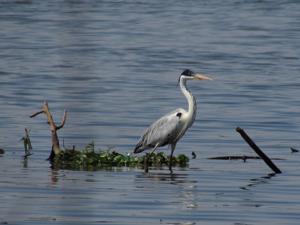 Cocoi Heron - ML226090371