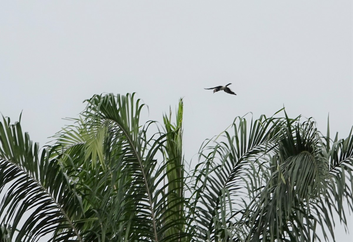 Trumpeter Hornbill - Daniel Winzeler