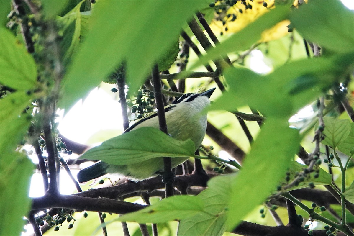 Yellow-rumped Tinkerbird - ML226091561