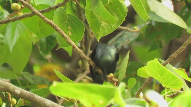 Asian Glossy Starling - ML226092741