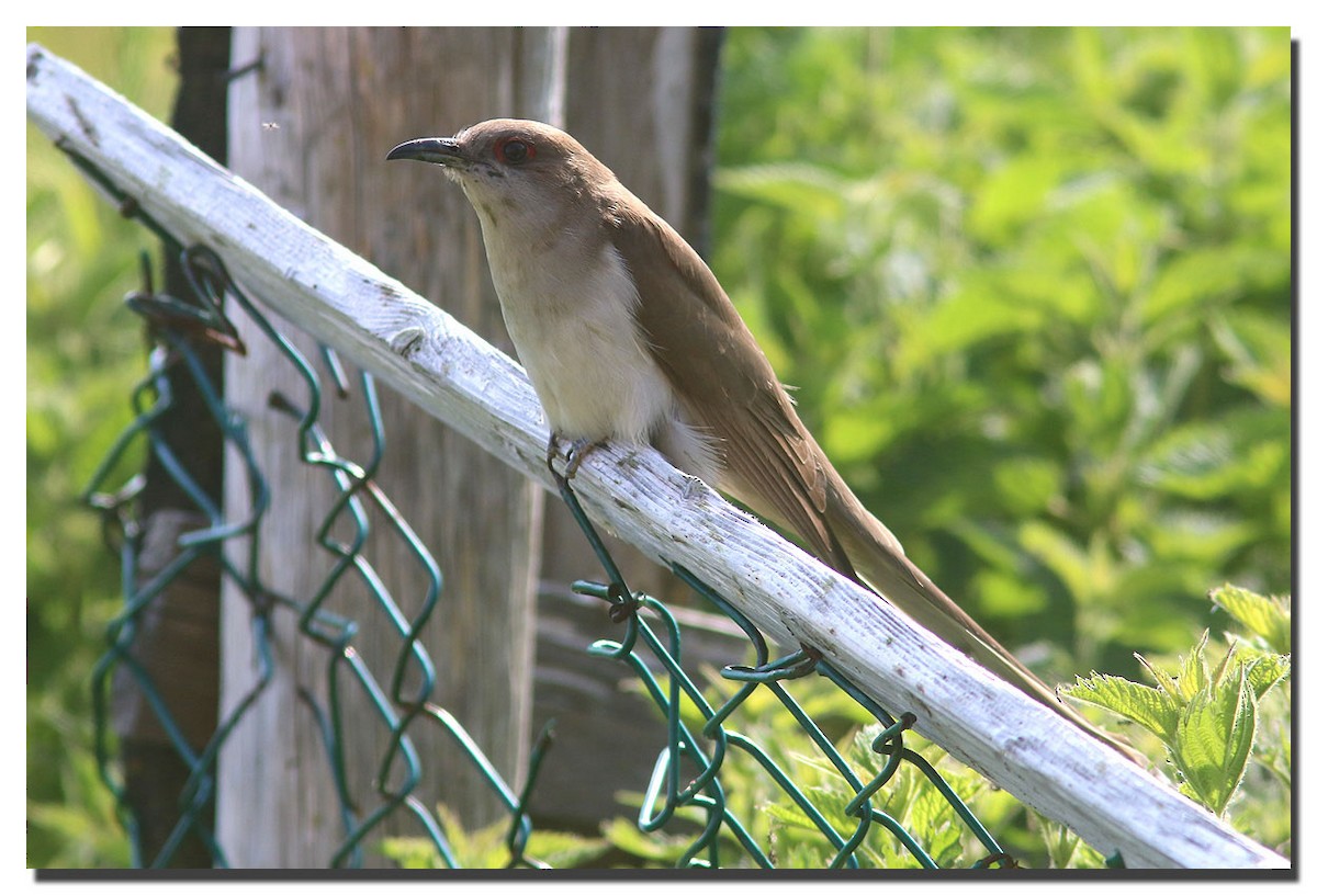 Black-billed Cuckoo - ML226093441