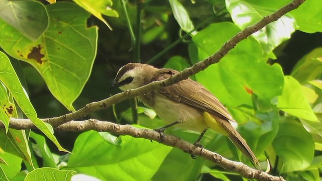 Yellow-vented Bulbul - ML226094061