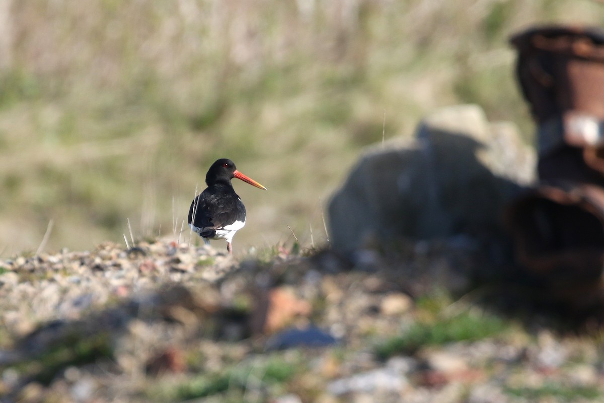 Eurasian Oystercatcher (Western) - ML226094491