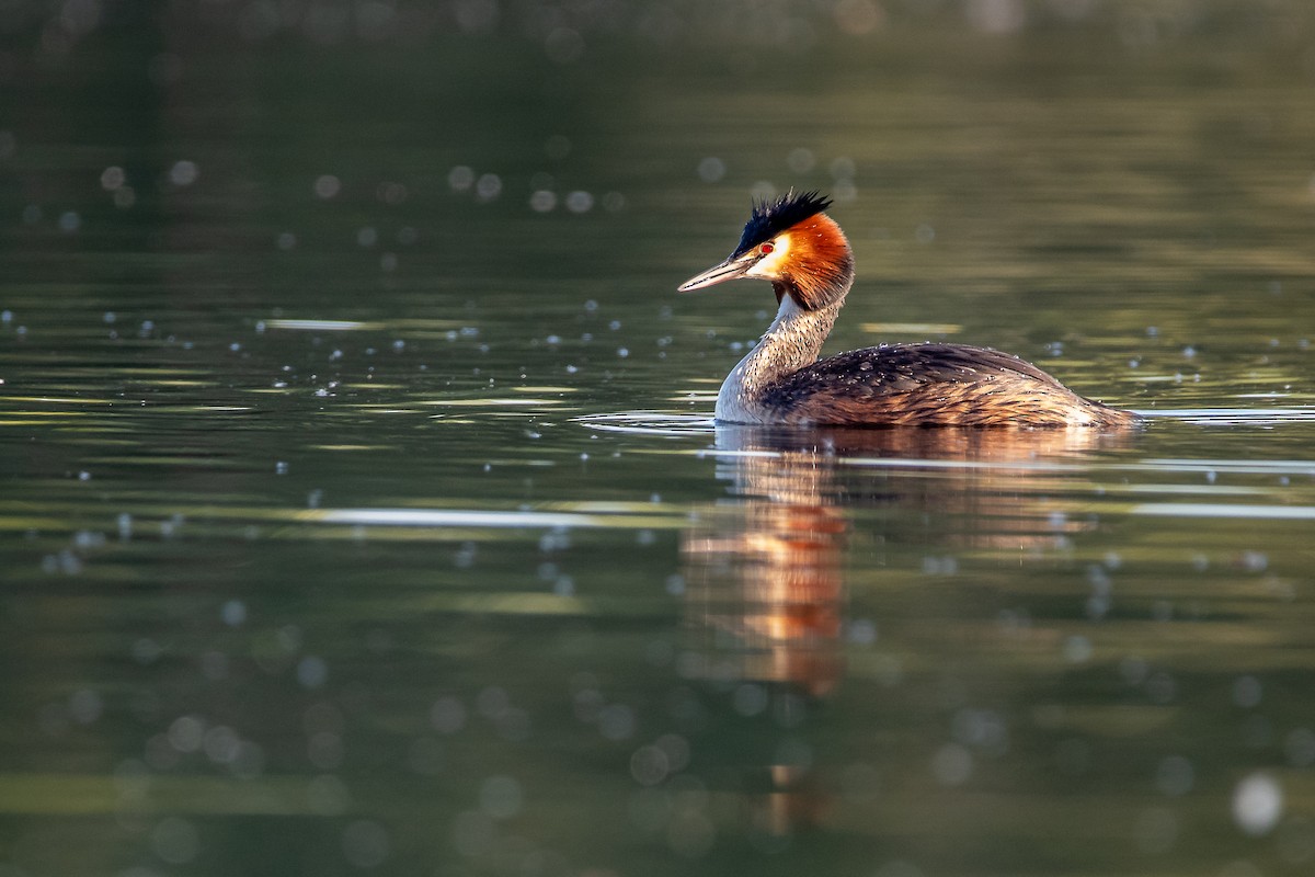 Great Crested Grebe - ML226094661