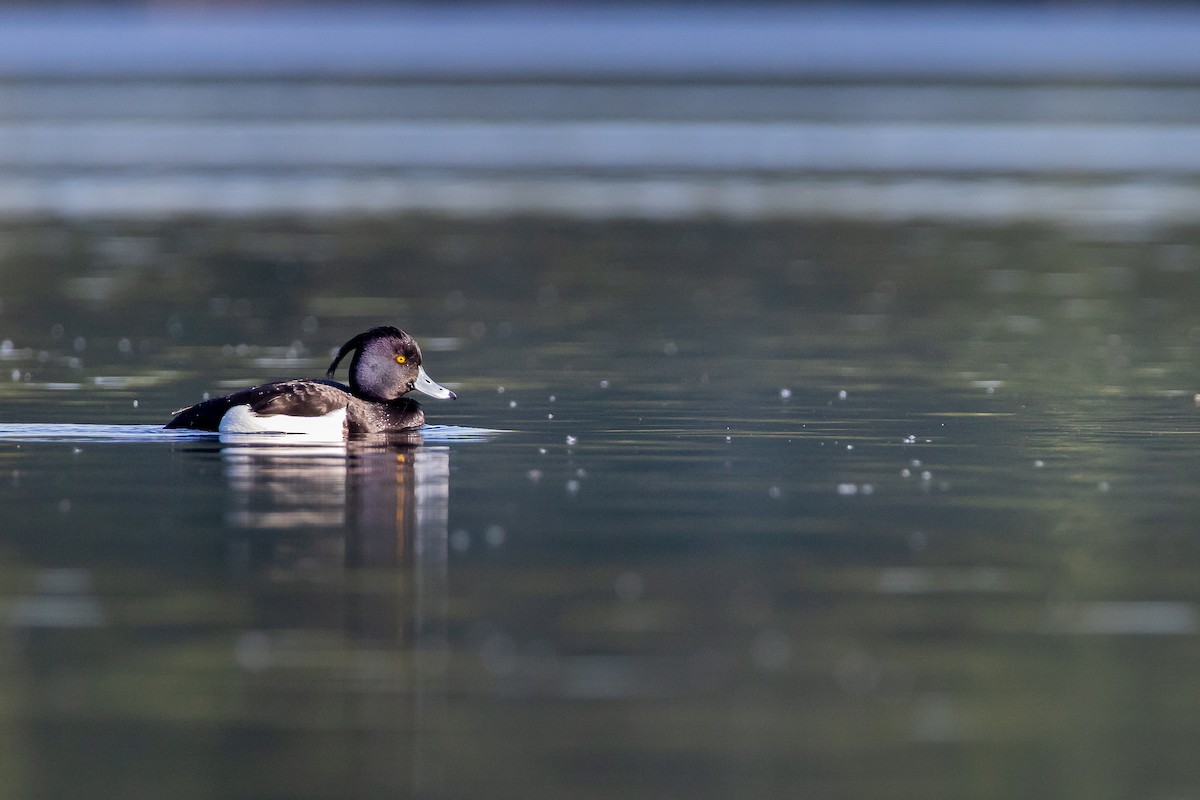 Tufted Duck - ML226094721