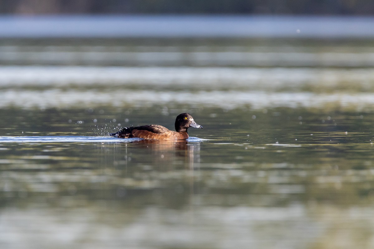 Tufted Duck - ML226094751