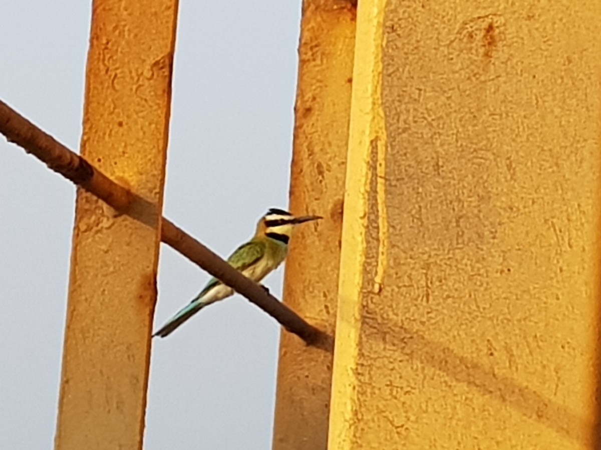 White-throated Bee-eater - ML226094991