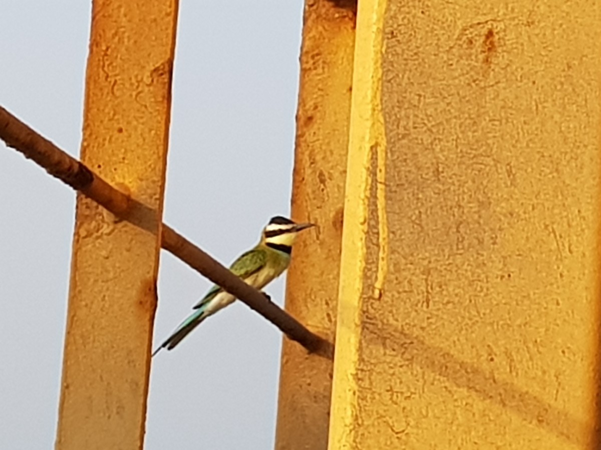 White-throated Bee-eater - ML226095001