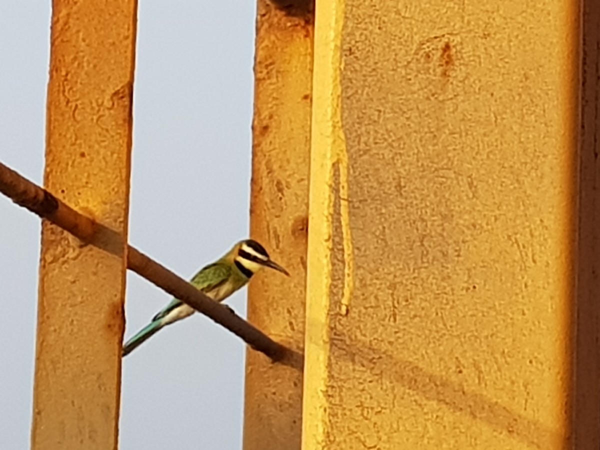 White-throated Bee-eater - ML226095011