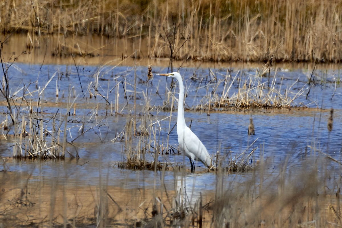 Great Egret - ML226095171