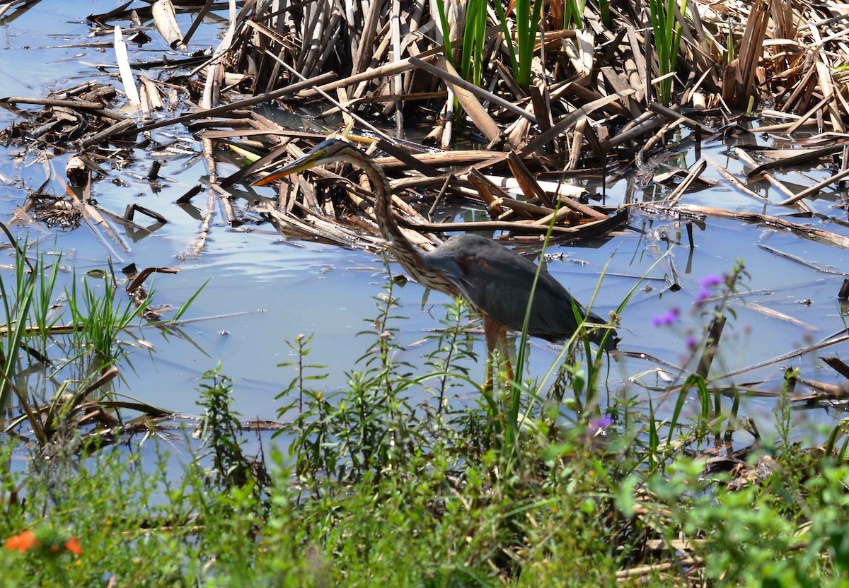 Purple Heron - ML226095191