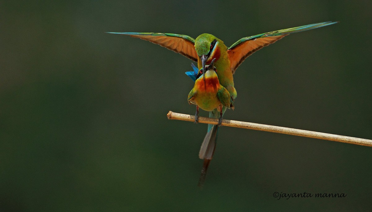 Blue-tailed Bee-eater - Jayanta Manna