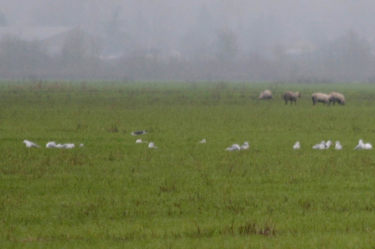 Lesser Black-backed Gull - ML226096951