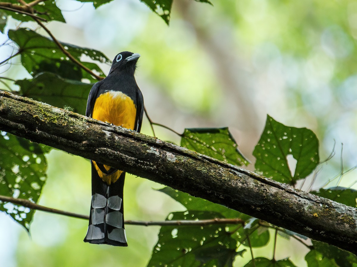 Kara Başlı Trogon - ML226097081